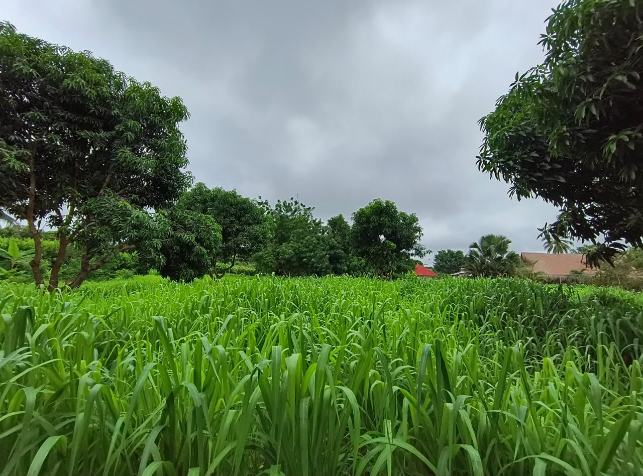 Casa finca en venta | Cereté – Zona rural · Corregimiento Martínez