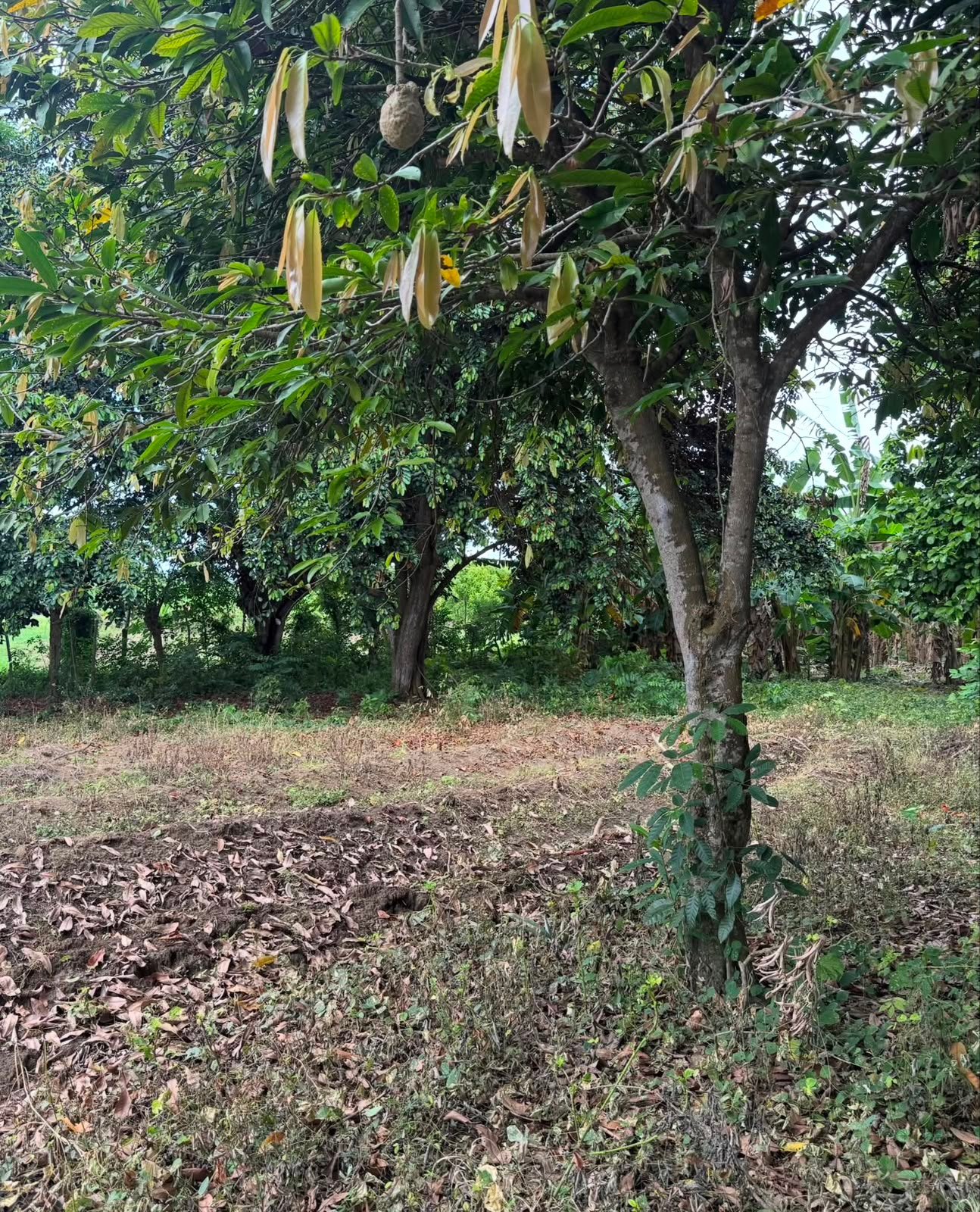 Lote Estratégico en Venta 1 ha | A 250 metros del Aeropuerto Los Garzones — Montería, Córdoba