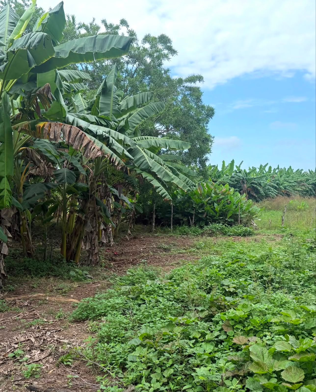 Lote Estratégico en Venta 1 ha | A 250 metros del Aeropuerto Los Garzones — Montería, Córdoba