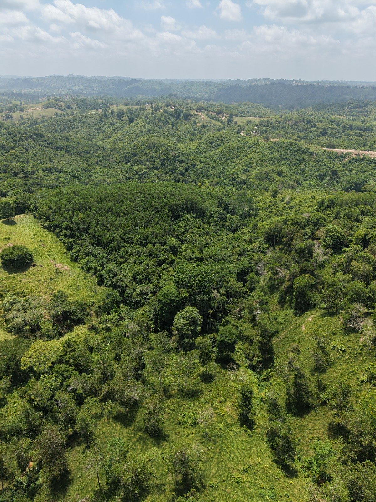 VENTA FINCA GANADERA 40 HECTAREAS EN GUACHARACAL, SAN CARLOS, CORDOBA
